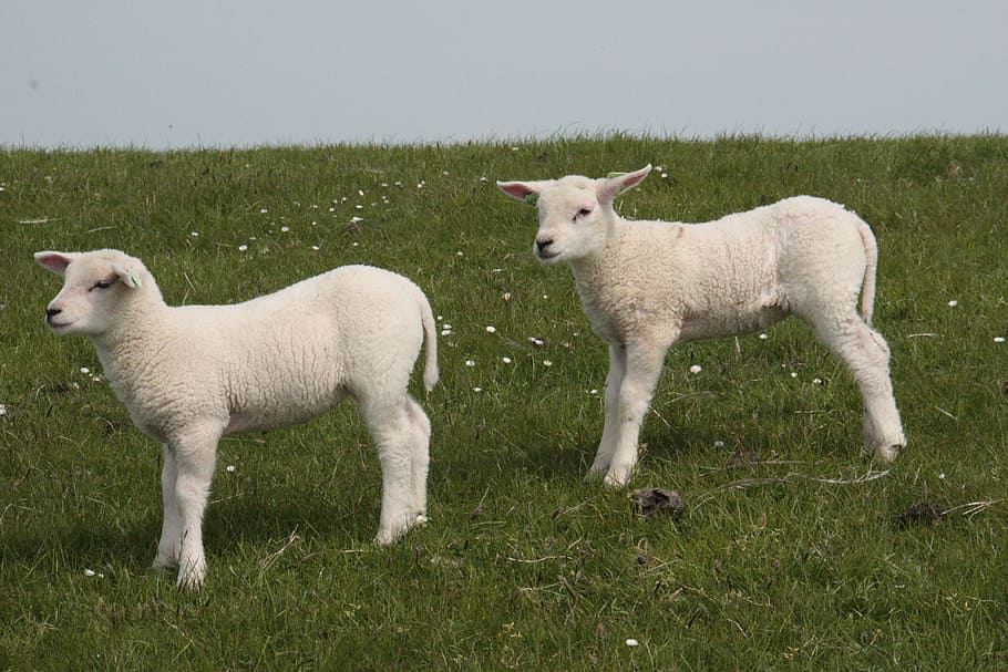 Little Sheep, Grass, Terschelling, domestic animals, animal themes HD wallpaper