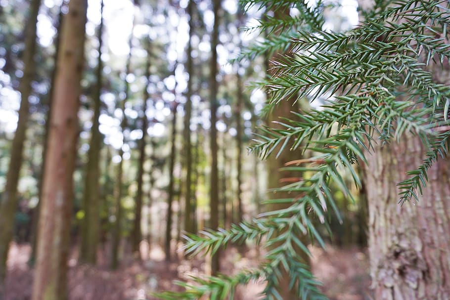 conifer, twig, needles, green, forest, tree, plant, botany HD wallpaper