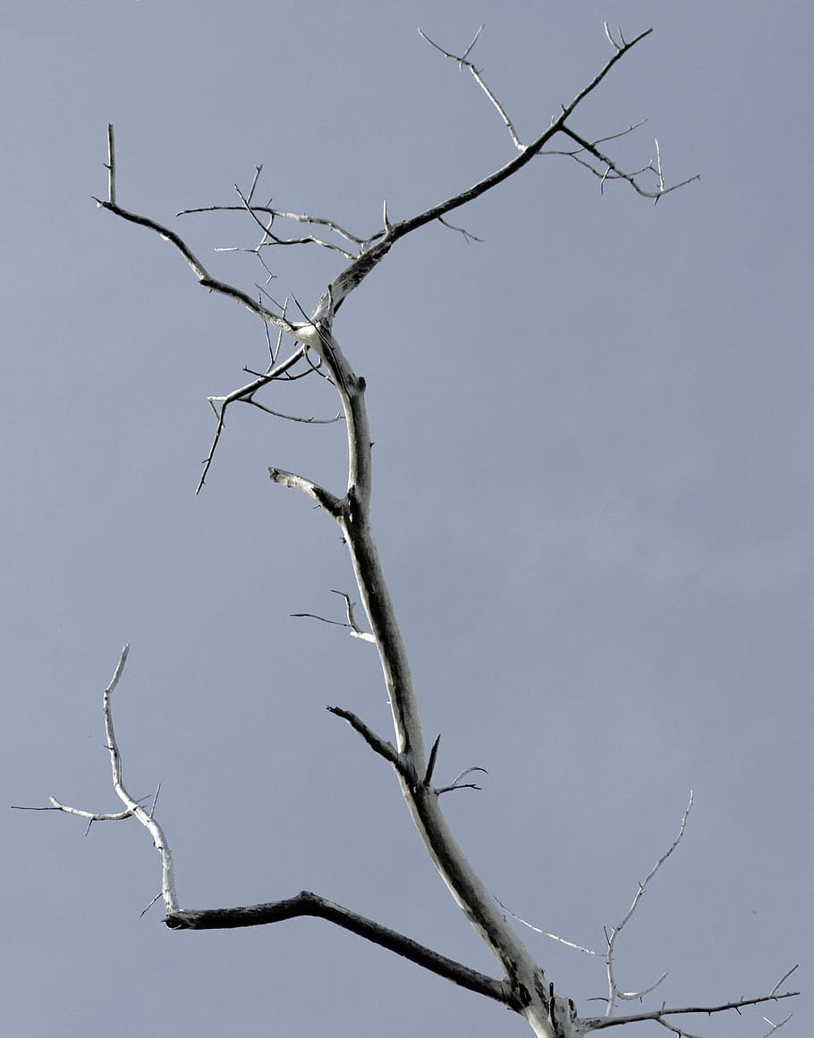 Tree, Nature, Landscape, Dry, green, plants, old tree, branch HD wallpaper