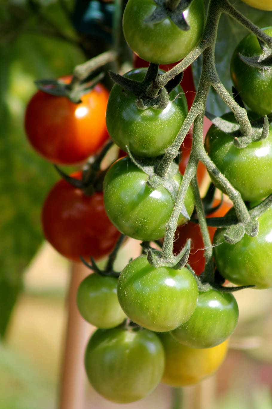 tomato, fruit, vegetables, eat, food, vitamins, vegetarian HD wallpaper