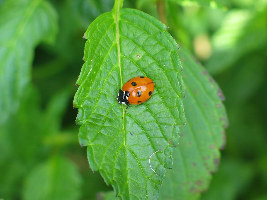 ladybug, beetle, dot, red, sheet, plant, nature, green, insect HD wallpaper