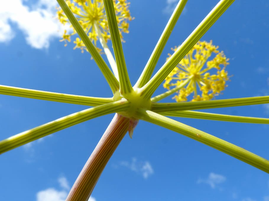 plant forms, geometry, naturally, sky, blue, low angle view HD wallpaper