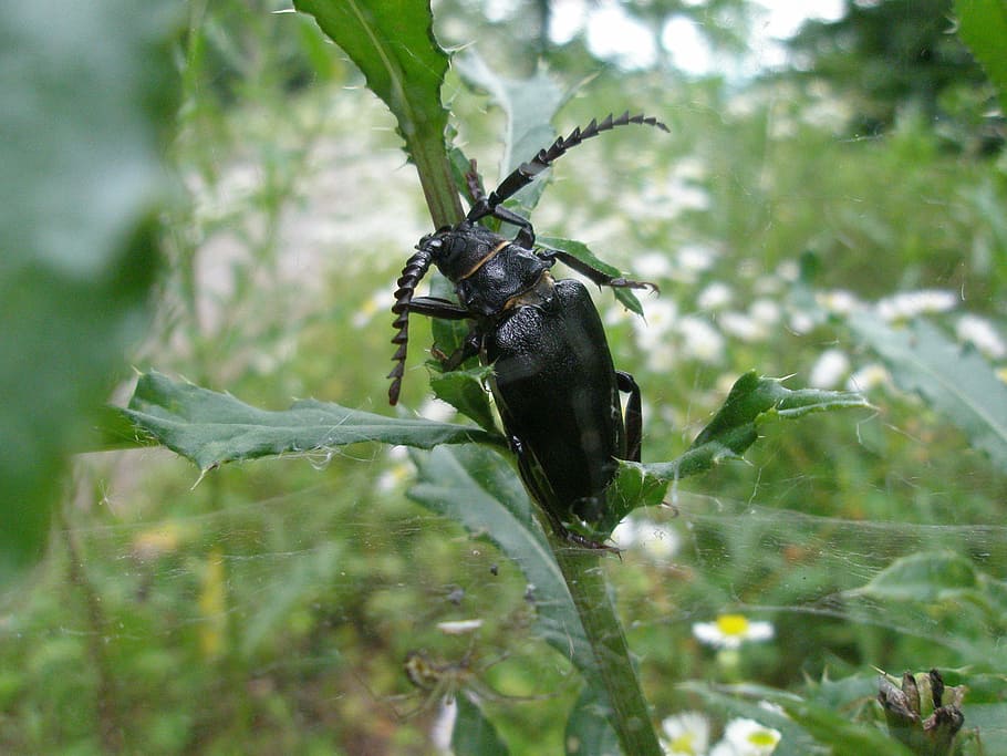 sawbuck, beetle, black forest, animal, animal themes, animal wildlife HD wallpaper