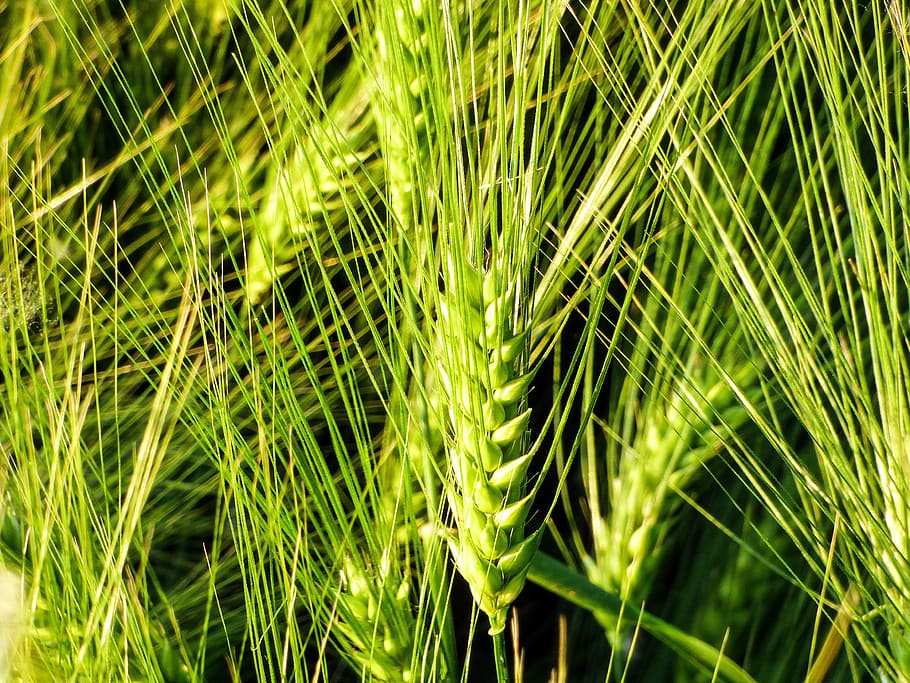 Grain, Wheat, Ear, Cornfield, wheat ear, by chaitanya k, great plains HD wallpaper