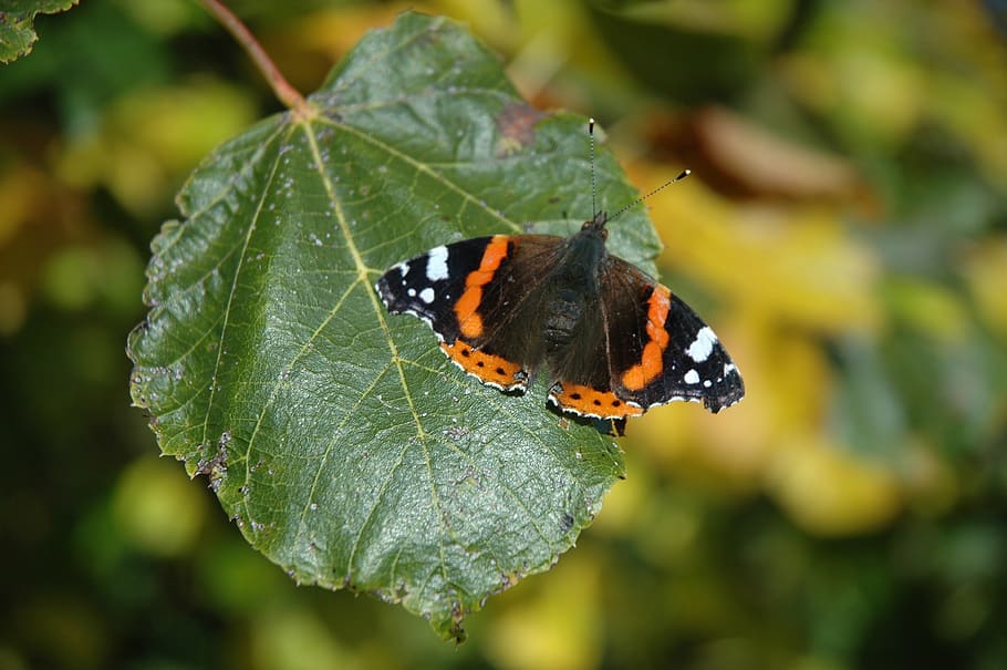 butterfly, close up, insect, tree leaf, invertebrate, plant part HD wallpaper