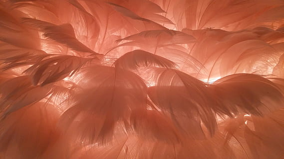orange feathers, lamp, light, lighting, ceiling lamp, candlestick HD wallpaper