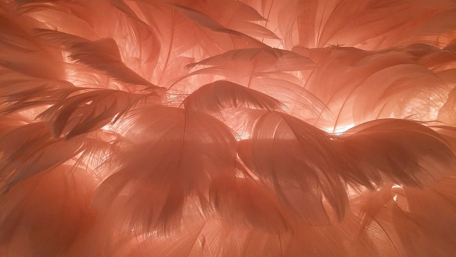 orange feathers, lamp, light, lighting, ceiling lamp, candlestick HD wallpaper
