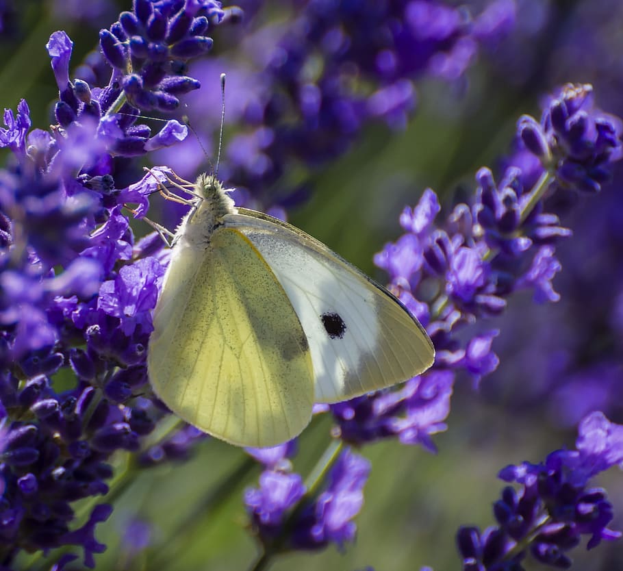 butterfly, large white, lepidoptera, feeding, nectar, lavender HD wallpaper