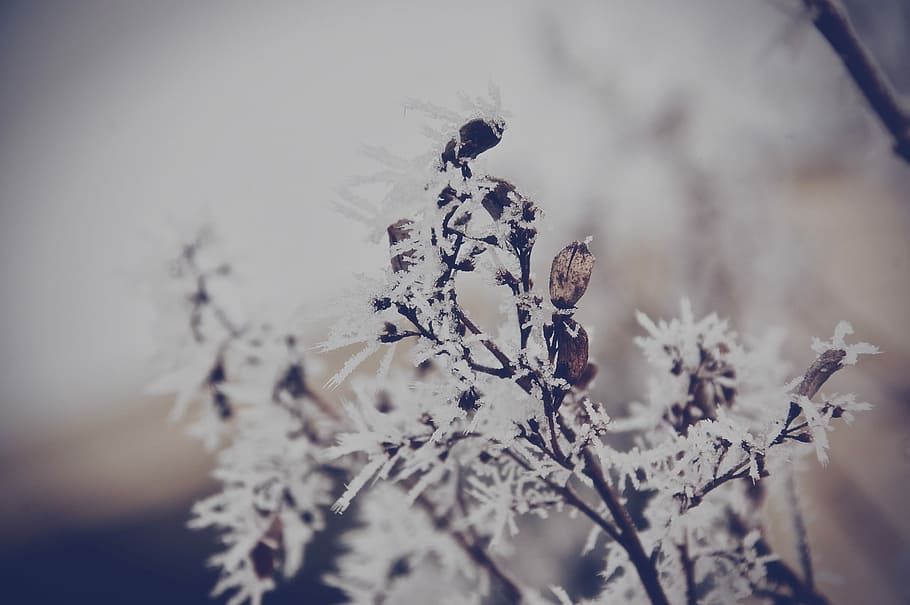 shallow focus photography of white leafed plant, close-up photography of white leaf plants HD wallpaper