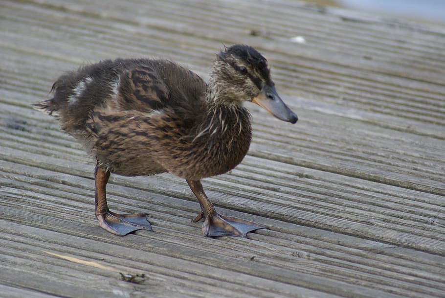 duck, determined, determination, persistence, young, beak, bill HD wallpaper