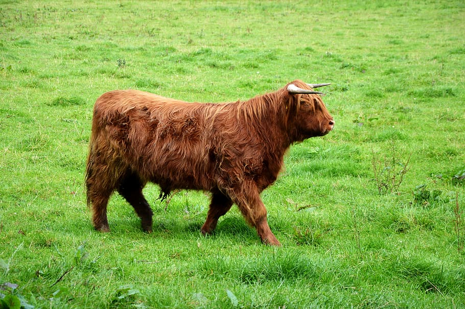 highland beef, brown, shaggy, pasture, horned, mammal, grass, HD wallpaper
