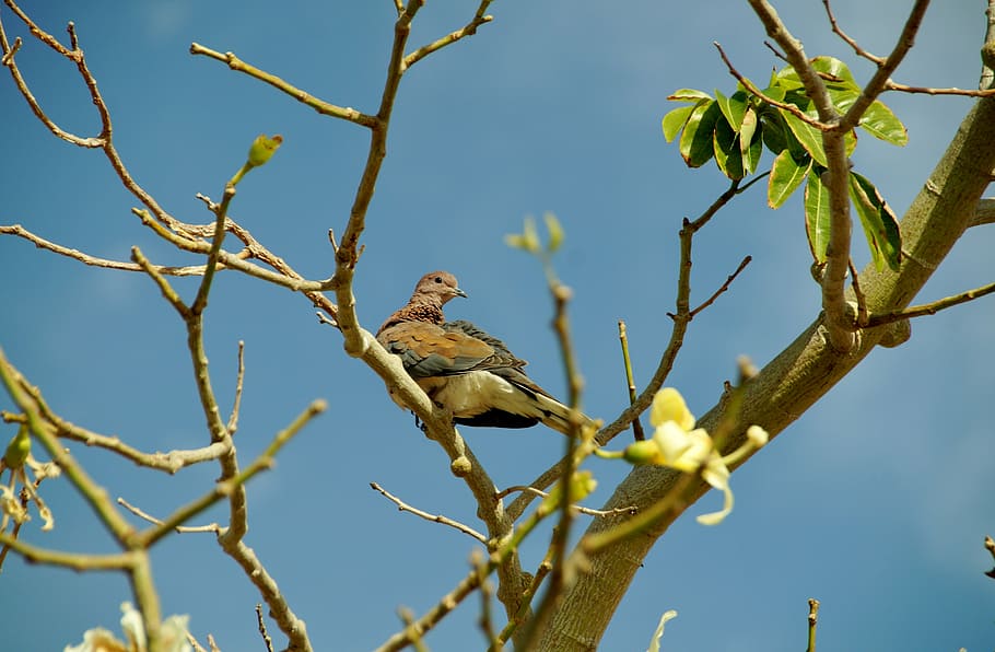 egypt, tree, bird, pigeon, the exotic, animal wildlife, animal themes HD wallpaper