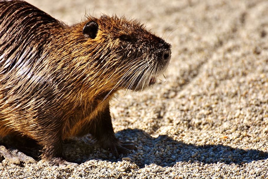 Nutria, Water Rat, splashing, animal world, nature, fur, rodent HD wallpaper