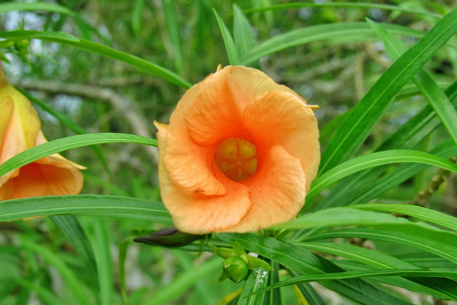 flower, leaf, nature, flora, garden, summer, orange, creation HD wallpaper