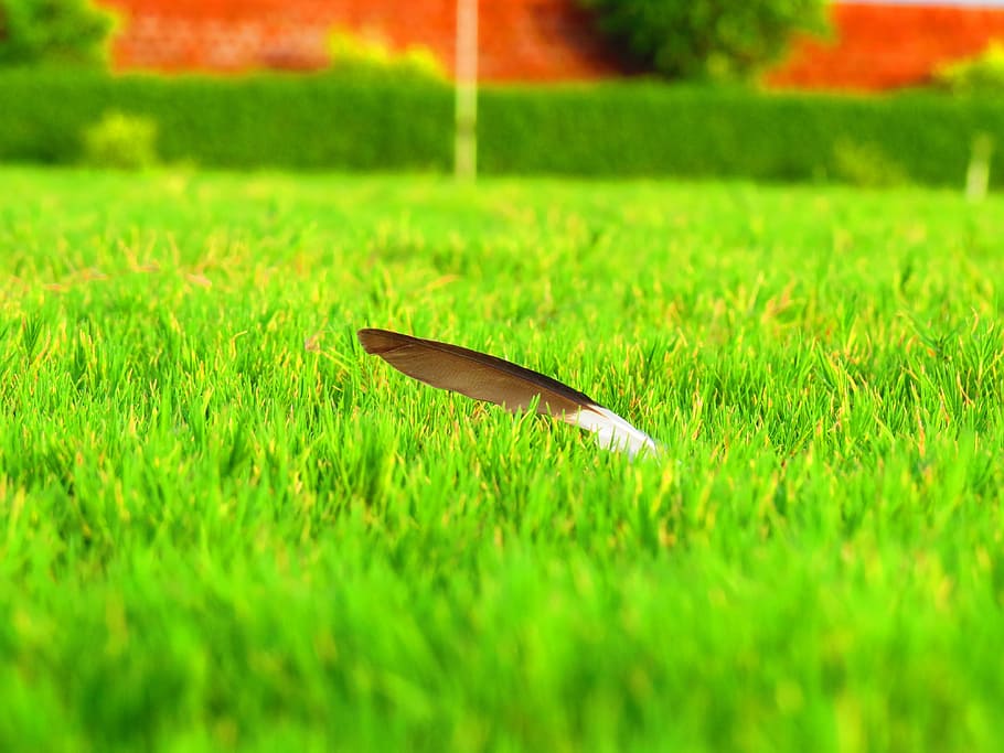 Feather, Quill, Plume, Feathering, flight, fluffy, flying, indian HD wallpaper