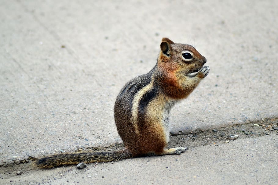 squirrel standing on grey surface, chipmunk, eating, portrait HD wallpaper