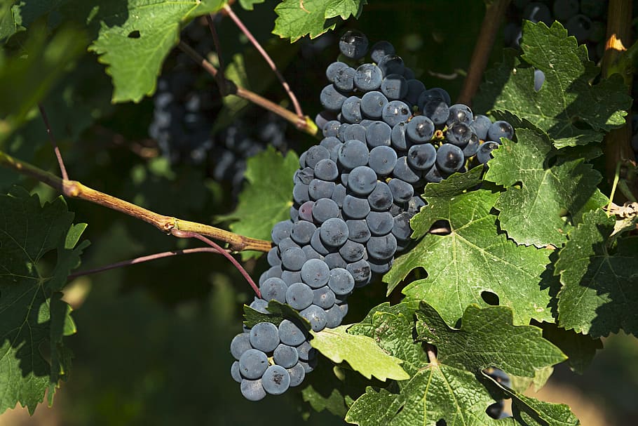 blackberries, grapes, vineyard, fruit, wine, vineyards, countryside HD wallpaper