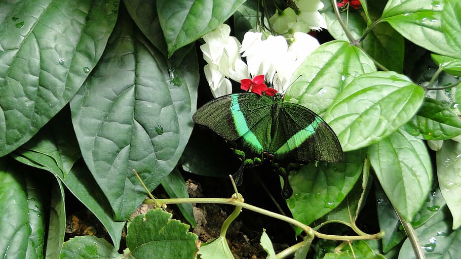 butterfly, nature, insect, butterfly - Insect, animal, animal Wing HD wallpaper