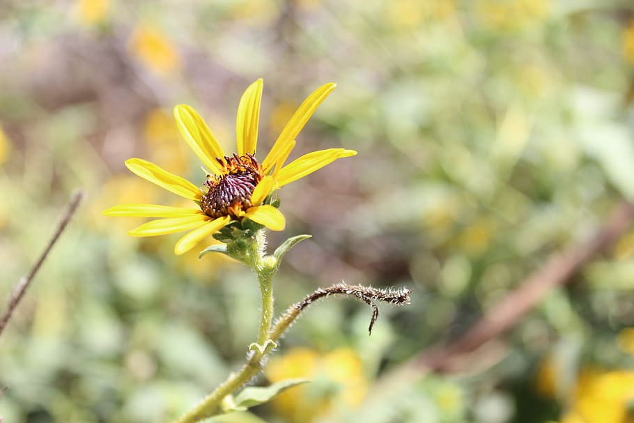 nature, flower, flora, summer, outdoors, sunflower, natural HD wallpaper