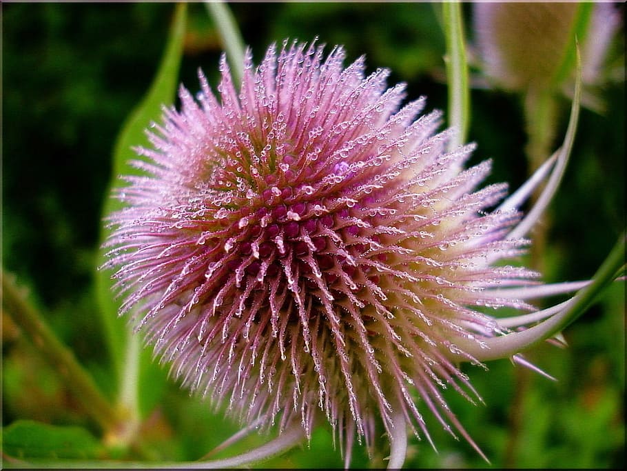 focus photo of pink flower, thistle, wayside, nature, summer HD wallpaper