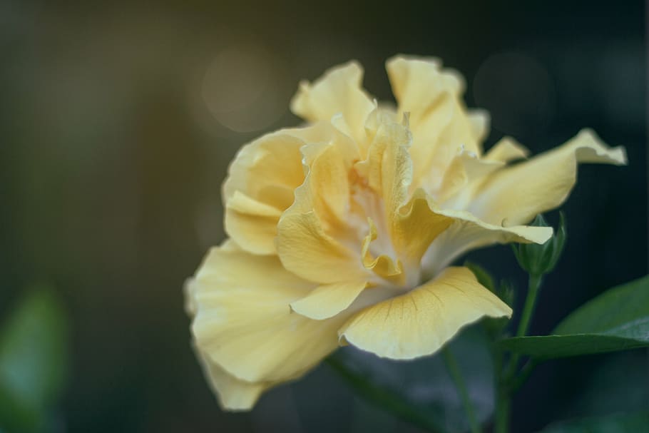 selective focus photography of yellow hibiscus flower, white HD wallpaper