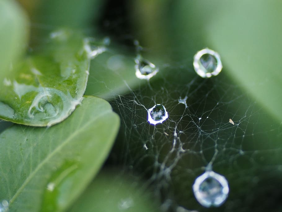 cobweb, dewdrop, close up, drip, nature, beaded, insect, moist HD wallpaper