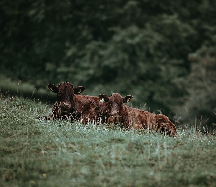 Cows led in grass, two cattle's on grass during daytime, field HD wallpaper
