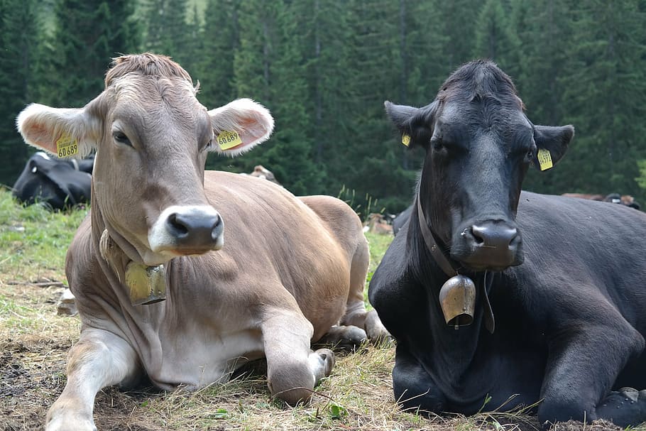 cows, animals, cattle, alm, kuhschnauze, livestock, day, looking at camera HD wallpaper