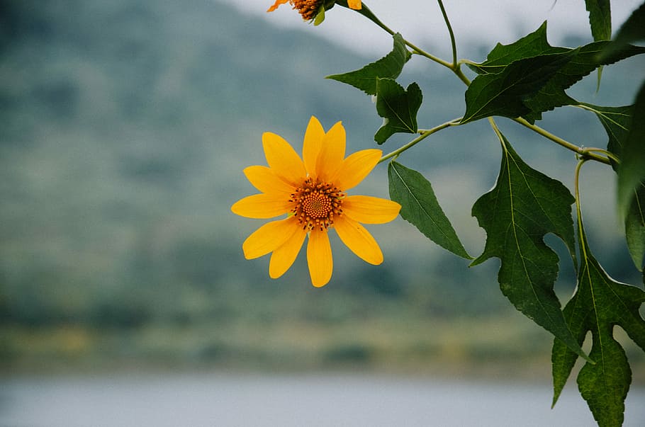 selective focus photography of yellow petaled flower, close up photography of yellow petaled flower at daytime HD wallpaper