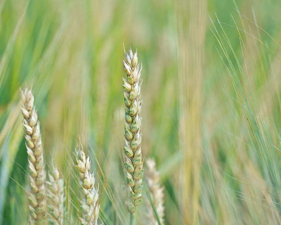 plant, nature, live, agriculture, crop, cereal plant, growth HD wallpaper