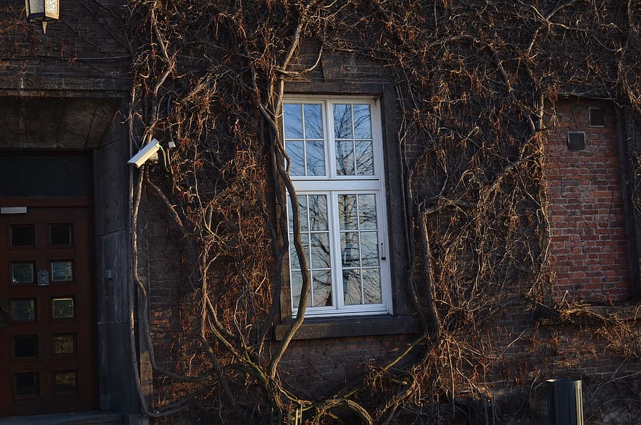 ivy, wall, plant, window, autumn, architecture, built structure HD wallpaper