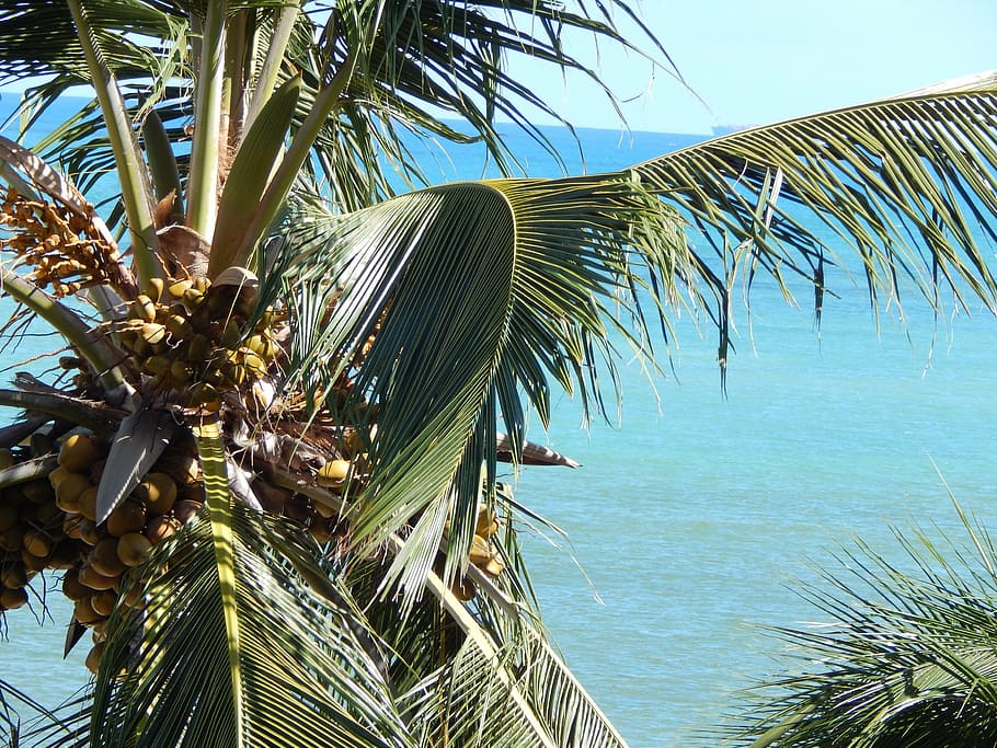 coconut tree, mar, summer, palm tree, tropical climate, plant HD wallpaper