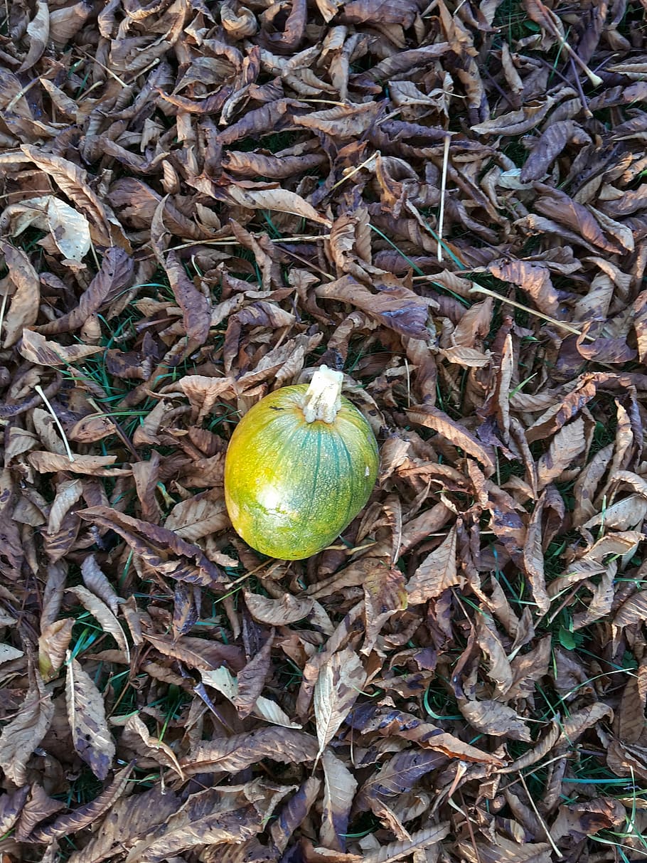 fall, squash, leaves, pumpkin, autumn, nature, halloween, food HD wallpaper