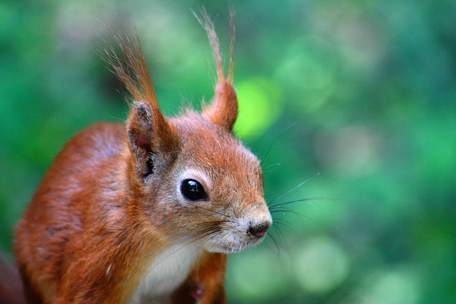 short-coated animal photography, squirrel, animals, nature HD wallpaper