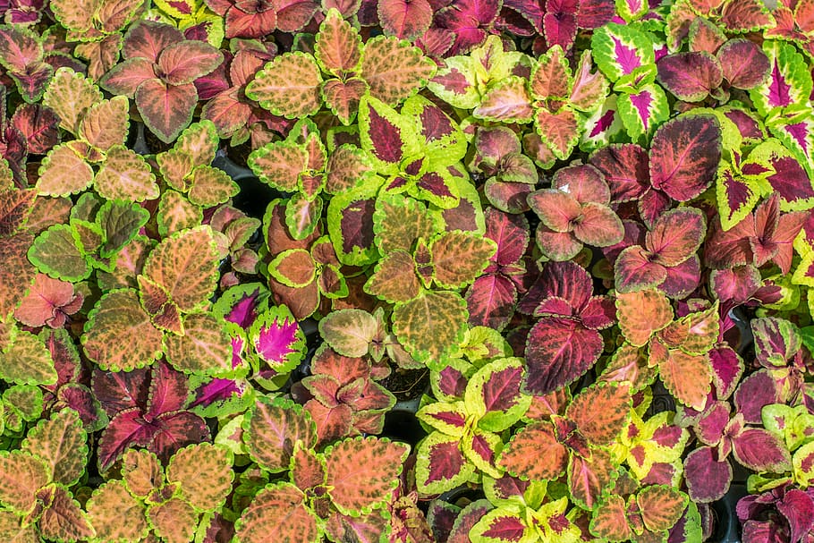 colorful leaves, pattern, texture, leaf, design, plant, decoration HD wallpaper