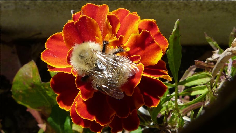 nature, macro, flowers, red, bees, insects, garden, forage HD wallpaper