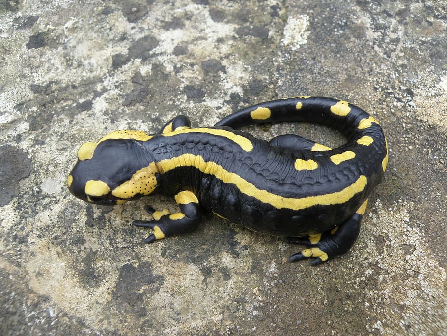 Animals, Salamander, Nature, one animal, danger, animal wildlife HD wallpaper
