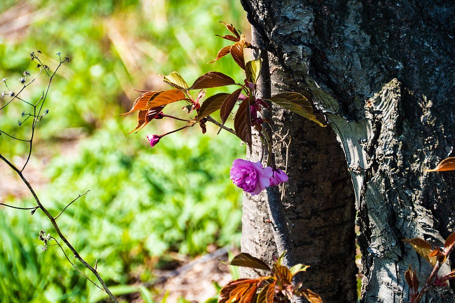 cherry, spring, nature, tree, leaf, wood, flora, plant, invertebrate HD wallpaper