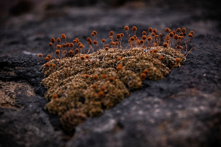 brown plants growing on brown ornament, shallow focus photography of brown grass HD wallpaper