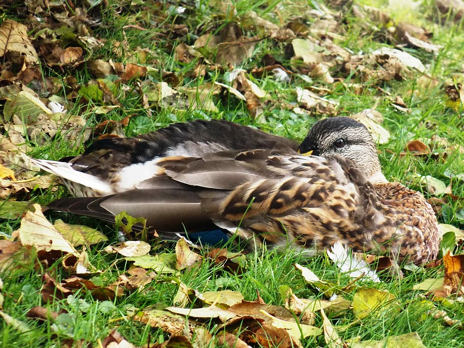 Duck, Bird, Animals, animals in the wild, animal themes, animal wildlife HD wallpaper