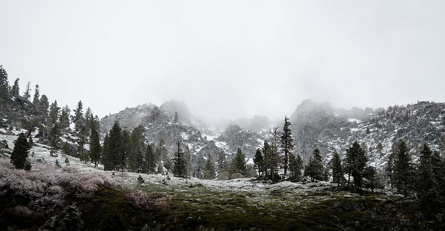 green pine trees covered with snow, landscape, photo, filled HD wallpaper