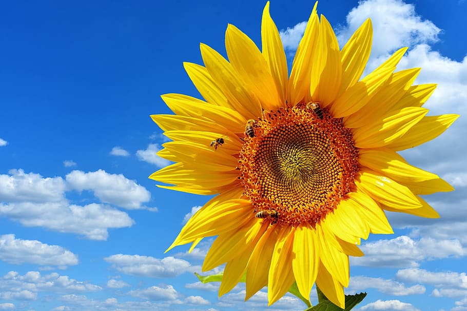 close up photo of sunflower, sun flower, bees, blue sky, summer, HD wallpaper