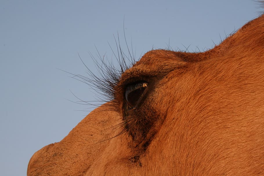 camel, animal, desert, eye, dromedary, sand, nature, mammal HD wallpaper