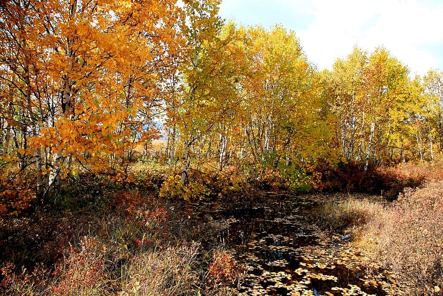 autumn forest, mountains, fall colors, golden autumn, listopad, HD wallpaper