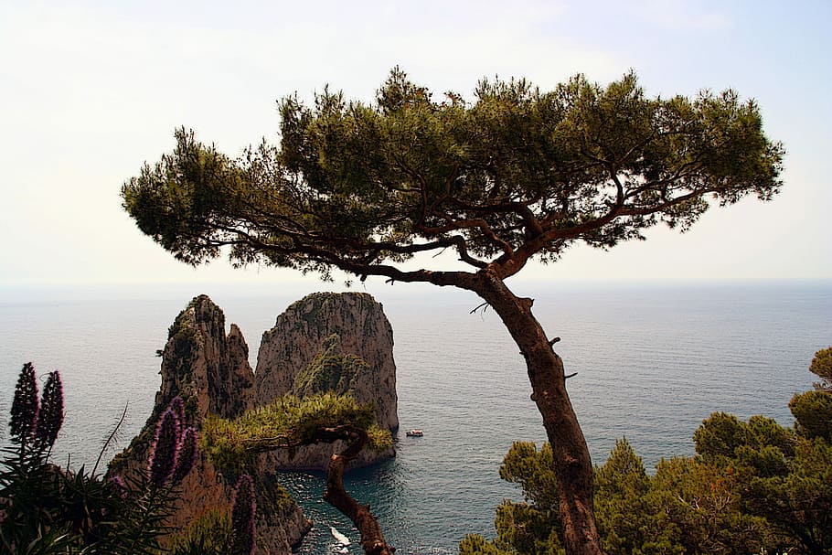 landscape photography of trees near body of water, Italy, Capri, Island