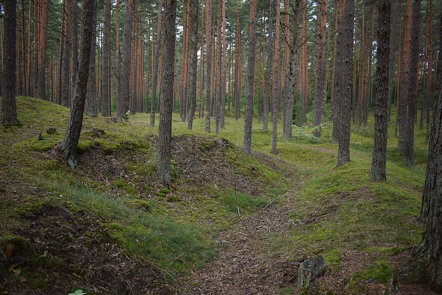 dark, forest, tree, mysterious, pine, hills, wood, land, plant HD wallpaper