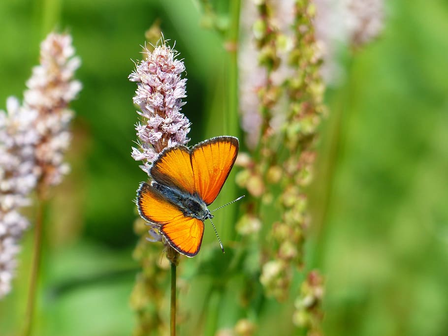 large copper, butterfly, red, orange, lycaena dispar, butterflies HD wallpaper