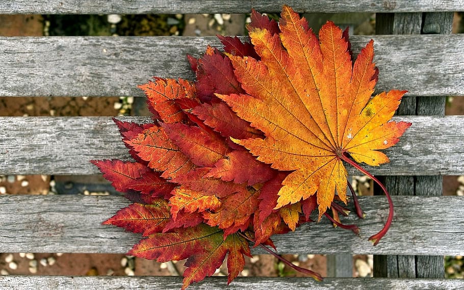 orange leaves on gray wooden board, foliage, autumn, dry leaves, HD wallpaper