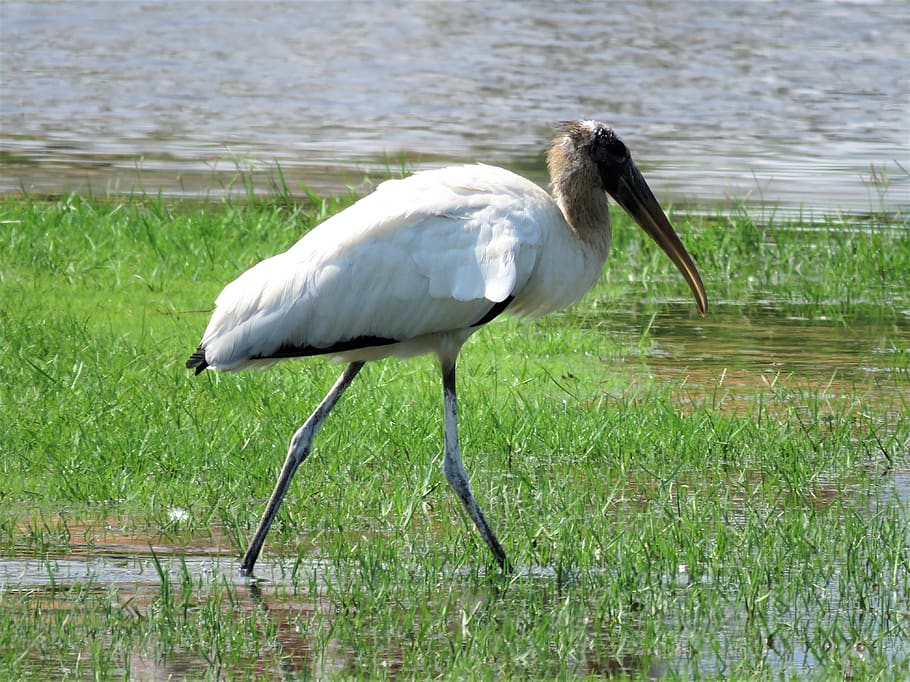 stork, walking bird, birding, animal wildlife, vertebrate, water HD wallpaper