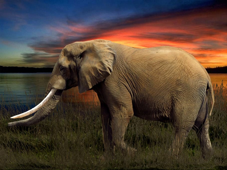 photography of brown elephant near body of water, savannah HD wallpaper